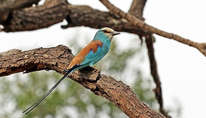 Read more about the article Lokoja Bird Club