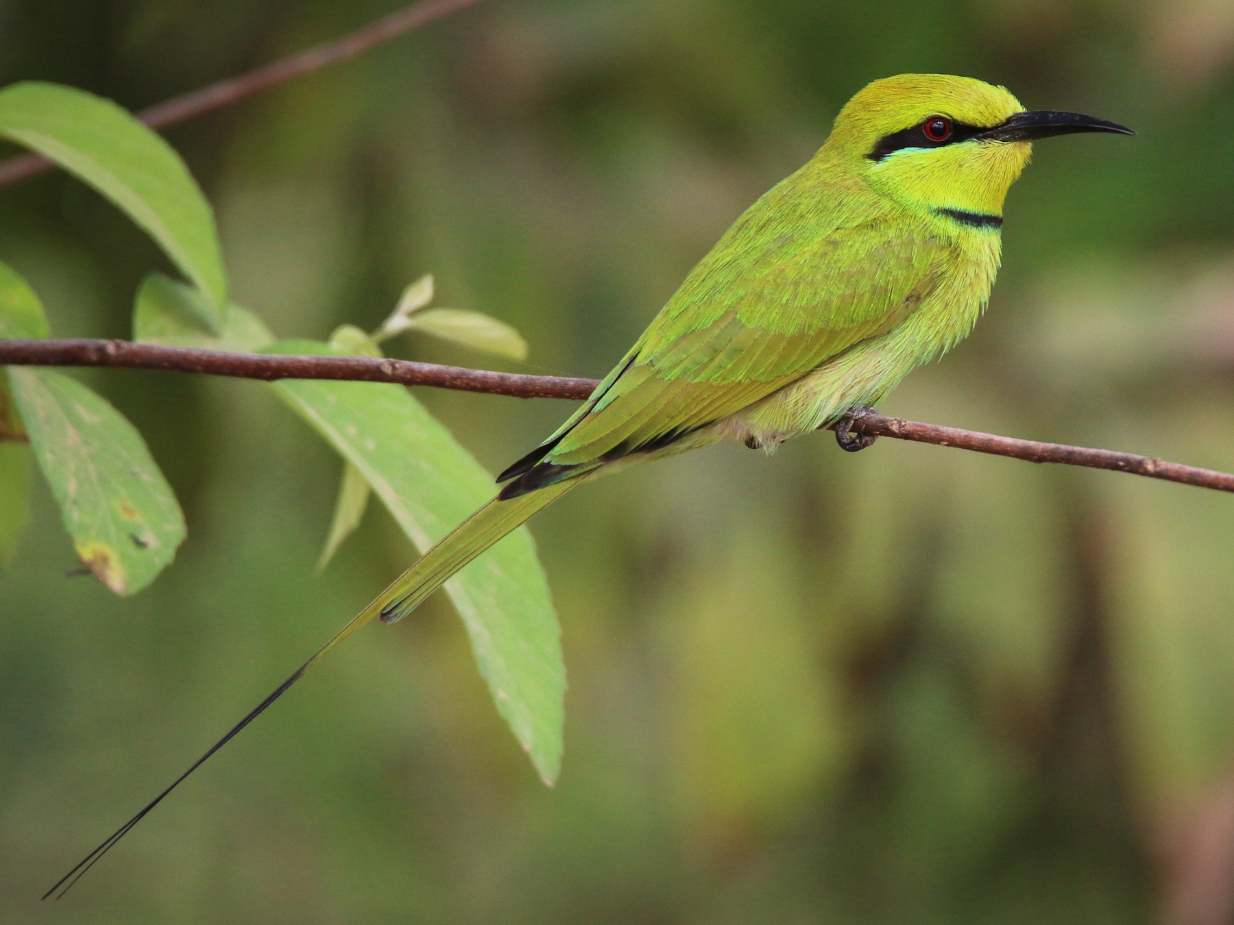 Read more about the article Maiduguri Bird Club
