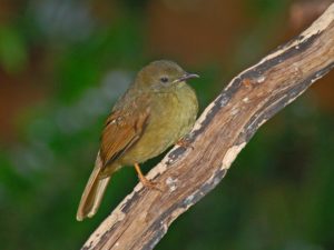 Read more about the article Forest birds in a Guinea Savanna: a tale of two forest birds by Iniunam A. Iniunam